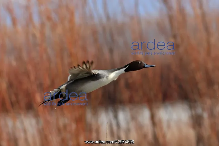 : Pintail - in flight : Pintail - in flight