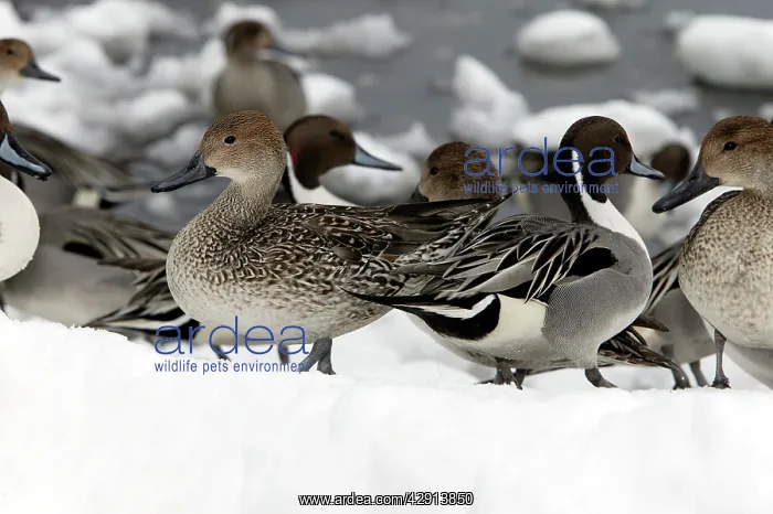  : Pintail - group