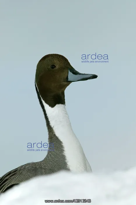  : Pintail - head