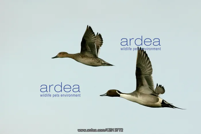 : Pintail - pair in flight : Pintail - pair in flight