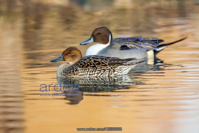 : Pintail - Pair - UK : Pintail - Pair - UK