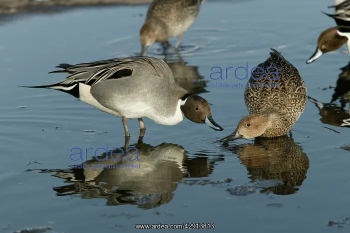 : Pintail - pair in water, drinking : Pintail - pair in water, drinking