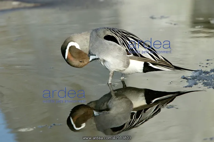  : Pintail - preening
