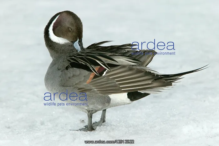  : Pintail - preening