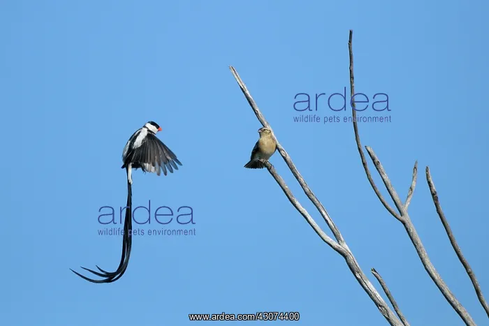 : Pintailed Whydah : Pintailed Whydah