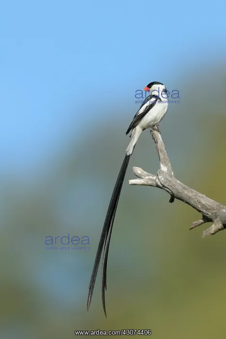 : Pintailed Whydah : Pintailed Whydah