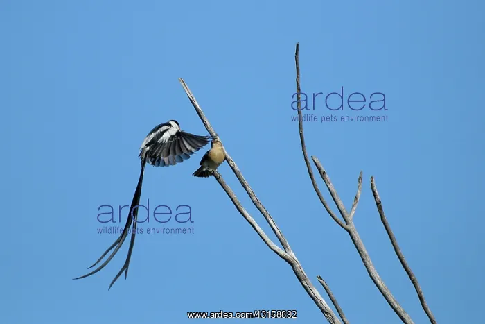 : Pintailed Whydah : Pintailed Whydah