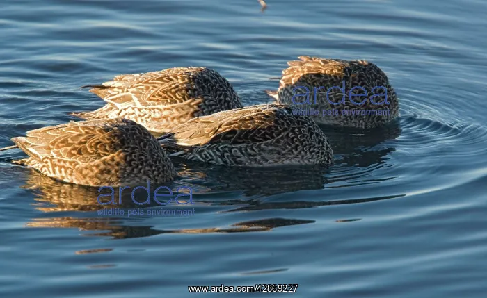 : Pintails - group of females all feeding at once : Pintails - group of females all feeding at once