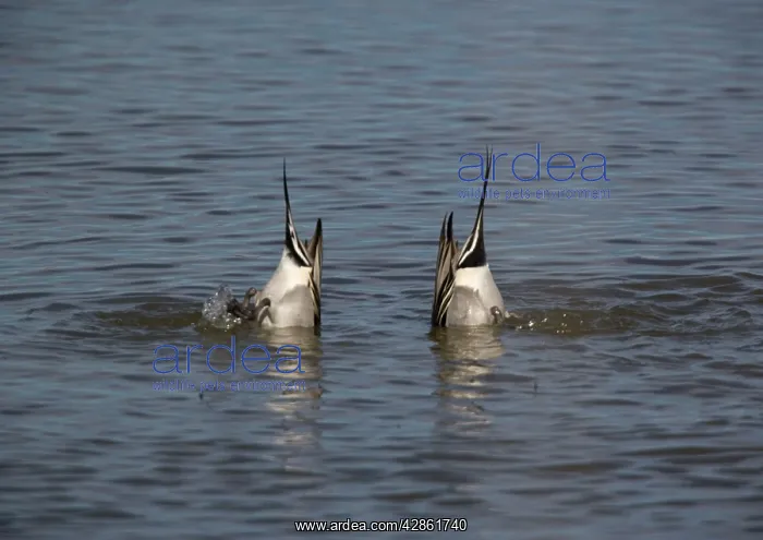 : Pintails - Two male feeding by upending. Seed-eaters : Pintails - Two male feeding by upending. Seed-eaters