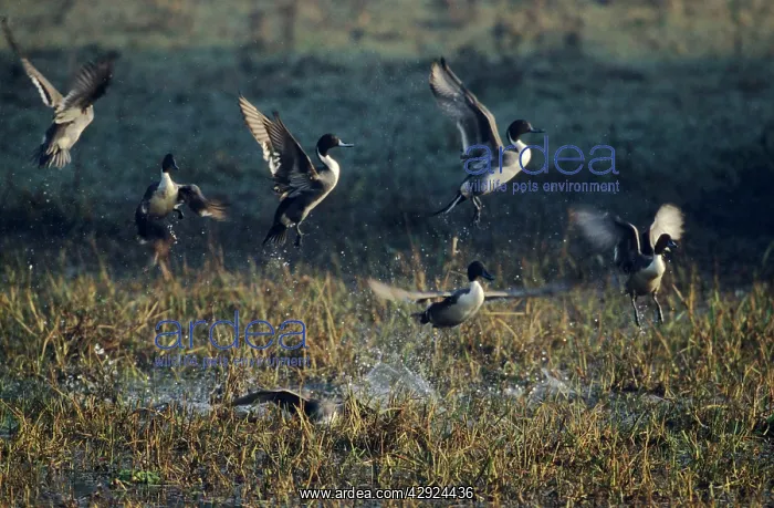 : Pintails - taking-off : Pintails - taking-off