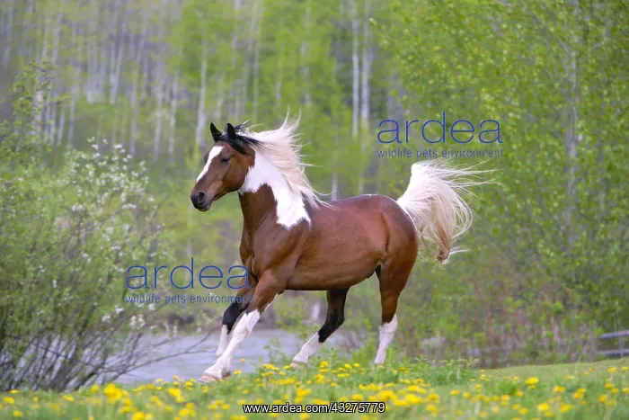  : Pinto Arabian Gelding runningalong a river on spring