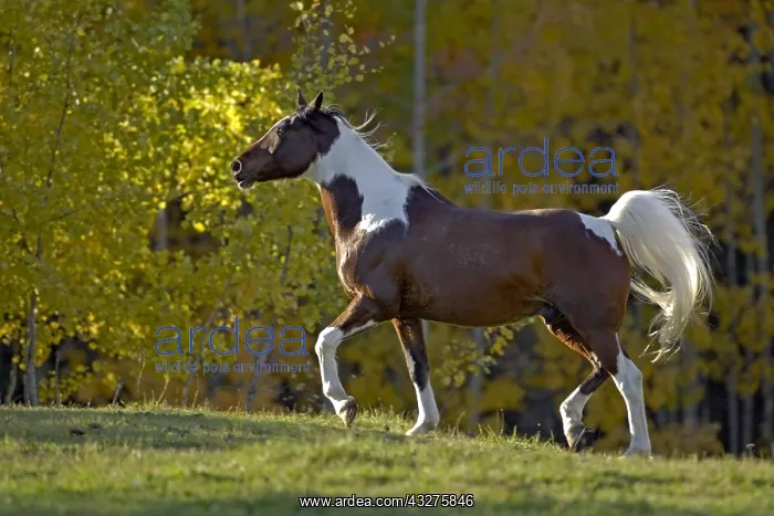 : Pinto Arabian Gelding trotting in meadow with trees : Pinto Arabian Gelding trotting in meadow with trees