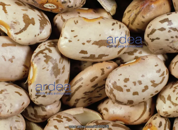 : Pinto bean : Pinto bean