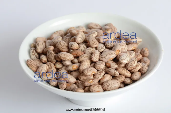 : Pinto Beans : Pinto Beans