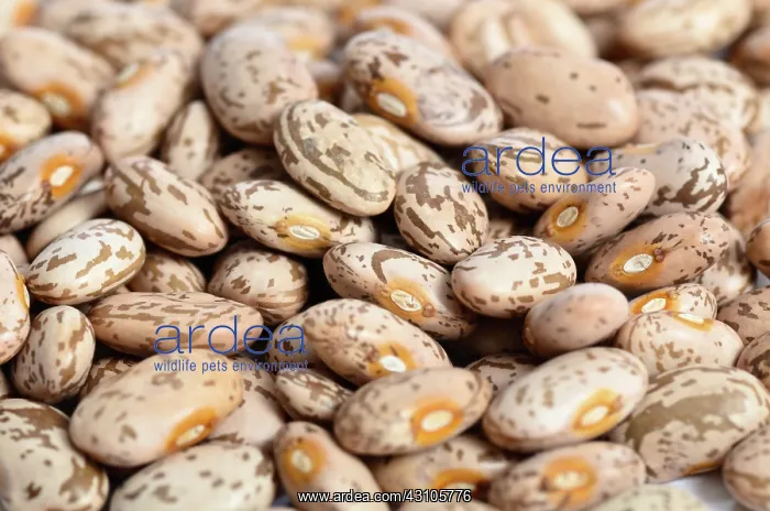 : Pinto Beans : Pinto Beans