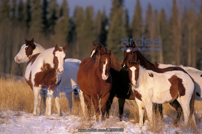 : Pinto HORSES - group standing in snow : Pinto HORSES - group standing in snow