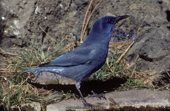 : Pinyon Jay : Pinyon Jay