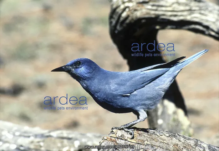  : Pinyon Jay