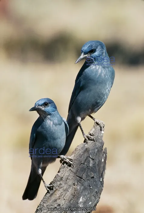 : Pinyon Jay - two on branch : Pinyon Jay - two on branch