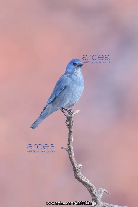 : Pinyon Jay - perched in dead branches of a juniper - January : Pinyon Jay - perched in dead branches of a juniper - January