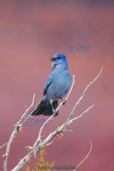 : Pinyon Jay - perched in dead branches of a juniper singing - : Pinyon Jay - perched in dead branches of a juniper singing -