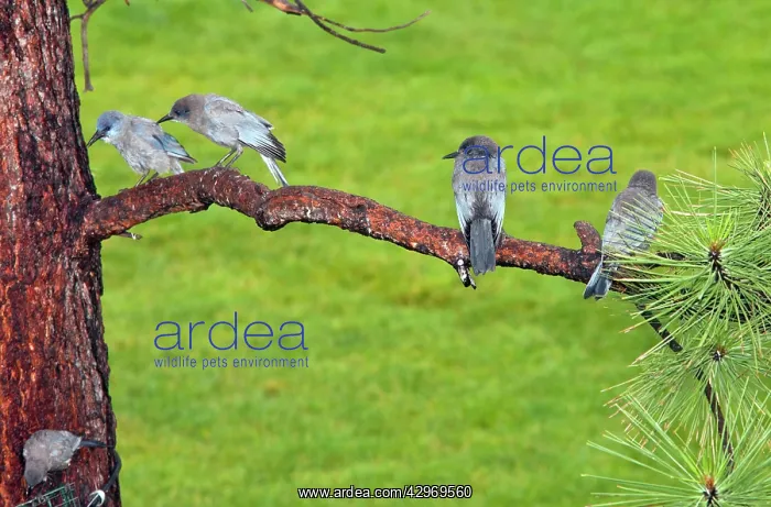 : Pinyon Jays - at a feeder : Pinyon Jays - at a feeder