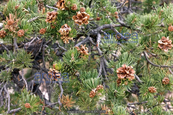 : Pinyon Pine : Pinyon Pine