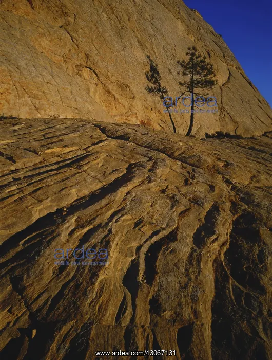 : Pinyon Pine on Rock Cliff : Pinyon Pine on Rock Cliff