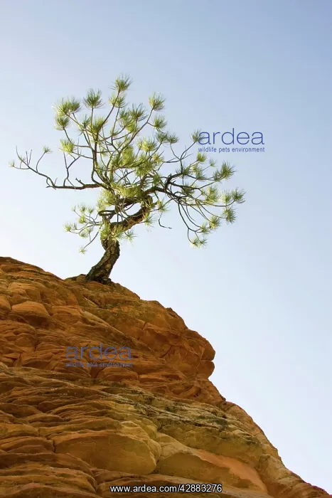 : Pinyon Pine - Solitary pine tree on top of an isolated : Pinyon Pine - Solitary pine tree on top of an isolated