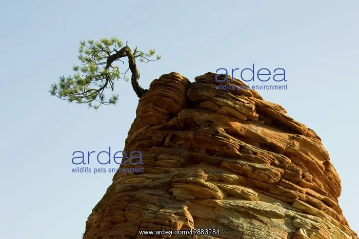 : Pinyon Pine - Solitary pine tree on top of an isolated : Pinyon Pine - Solitary pine tree on top of an isolated