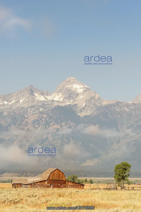 : Pioneers barn in landscape infront of the Grand Teton Range : Pioneers barn in landscape infront of the Grand Teton Range