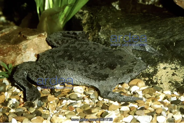 : Pipa pipa / Surinam toad : Pipa pipa / Surinam toad