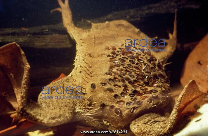 : Pipa pipa / Surinam toad - young emerging from : Pipa pipa / Surinam toad - young emerging from