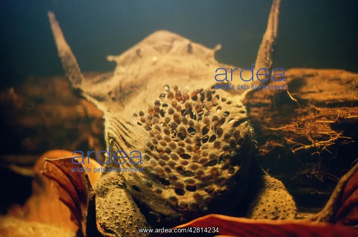 : Pipa Pipa Toad / Surinam toad - young emerging : Pipa Pipa Toad / Surinam toad - young emerging