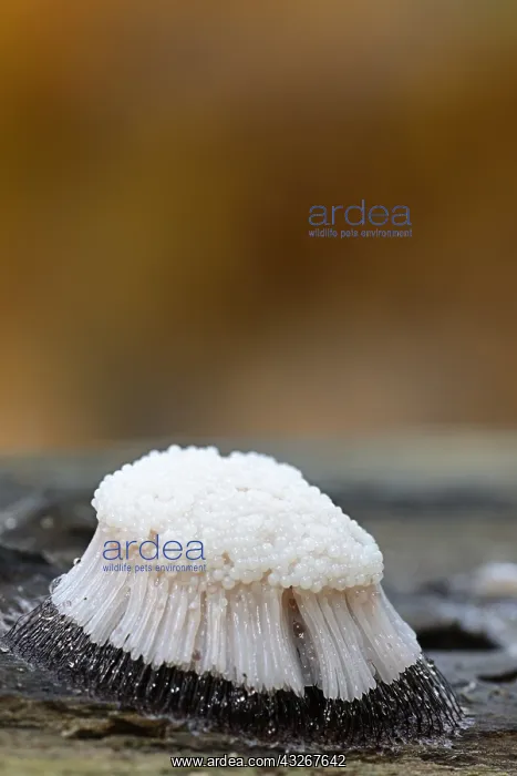 : Pipe Cleaner Slime (Stemonitis axifera) on a br : Pipe Cleaner Slime (Stemonitis axifera) on a br