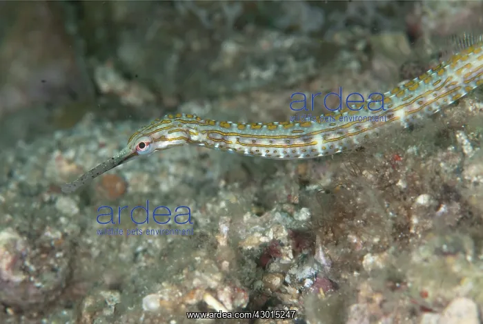 : Pipefish : Pipefish