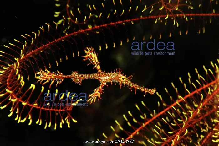 : Pipefish (Syngnathinae) hiding : Pipefish (Syngnathinae) hiding