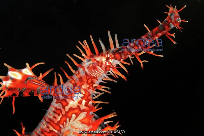 : Pipefish (Syngnathinae) portrait : Pipefish (Syngnathinae) portrait