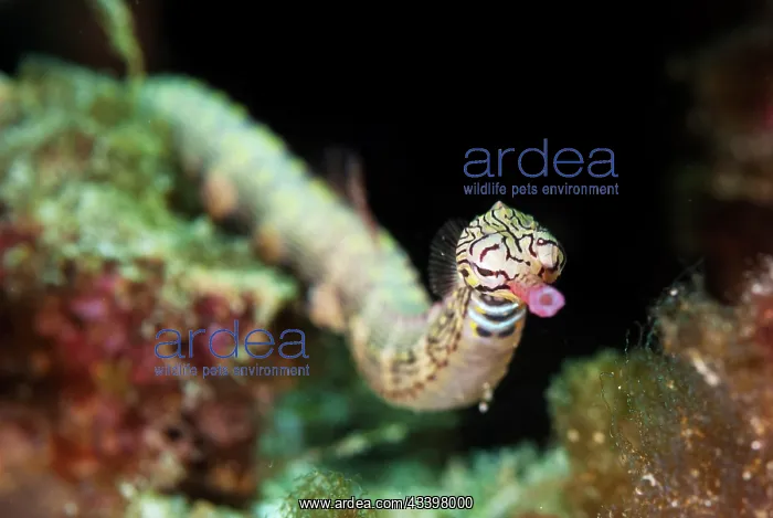 : Pipefish - C Crazy dive site, Waigeo Island, Raja Ampat, West Papua, Indonesia : Pipefish - C Crazy dive site, Waigeo Island, Raja Ampat, West Papua, Indonesia