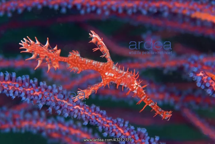 : Pipefish (Syngnathinae) among sea whips : Pipefish (Syngnathinae) among sea whips