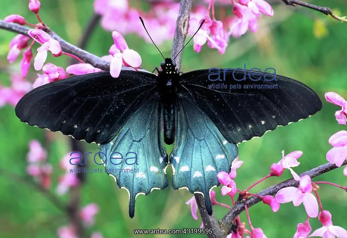 : Pipeine Swallowtail : Pipeine Swallowtail