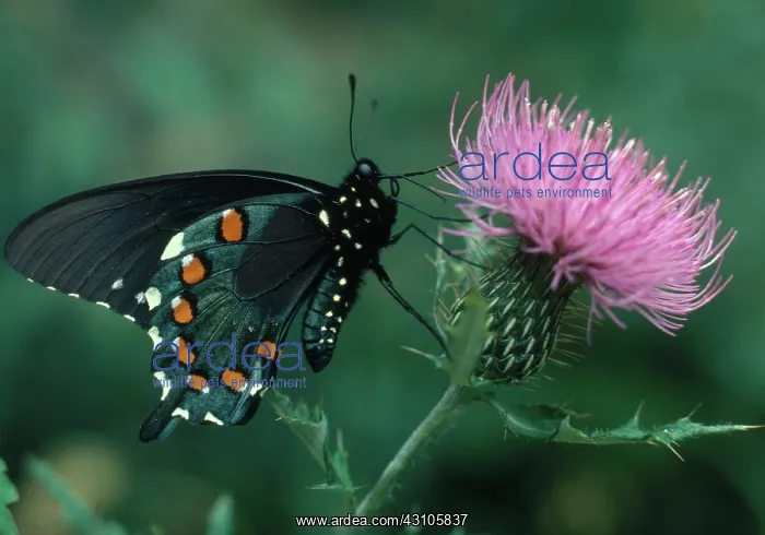 : Pipevine Swallowtail : Pipevine Swallowtail