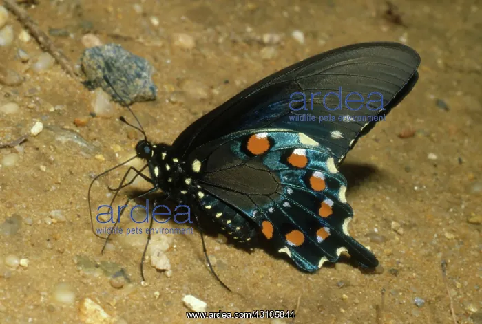 : Pipevine Swallowtail : Pipevine Swallowtail