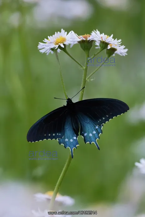 : Pipevine Swallowtail : Pipevine Swallowtail