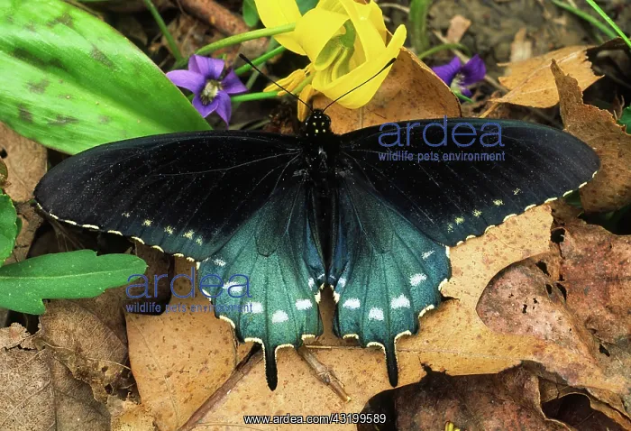 : Pipevine Swallowtail : Pipevine Swallowtail
