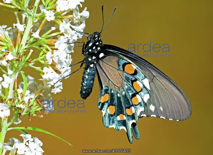 : Pipevine Swallowtail Butterfly : Pipevine Swallowtail Butterfly