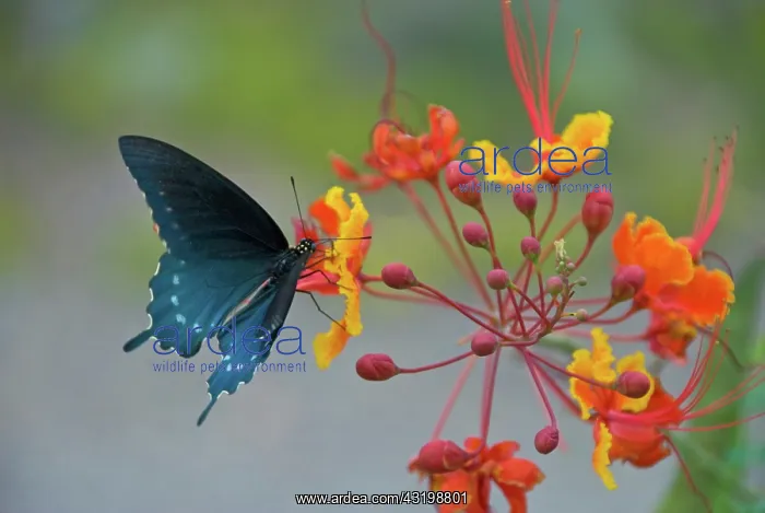 : Pipevine Swallowtail Butterfly : Pipevine Swallowtail Butterfly