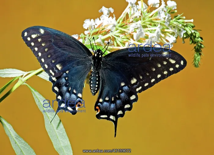 : Pipevine Swallowtail Butterfly : Pipevine Swallowtail Butterfly