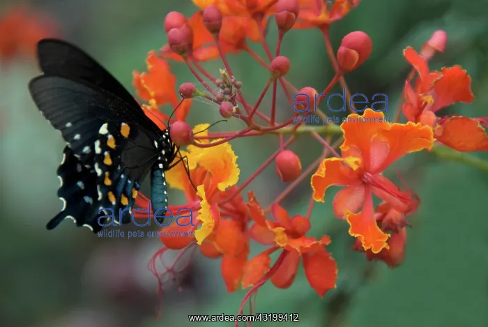 : Pipevine Swallowtail Butterfly : Pipevine Swallowtail Butterfly