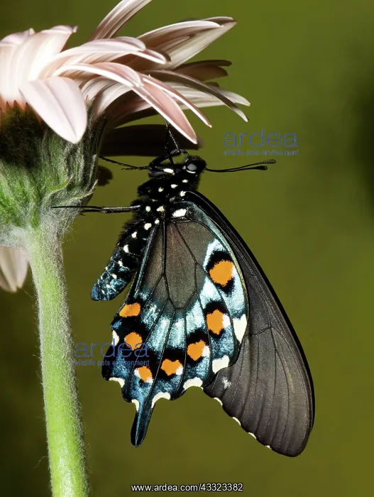 : Pipevine Swallowtail Butterfly : Pipevine Swallowtail Butterfly